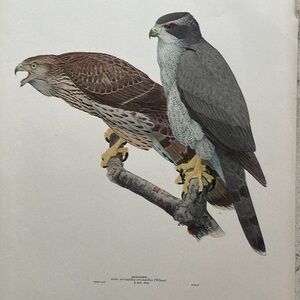 Antique Ornithological Bird Print Original